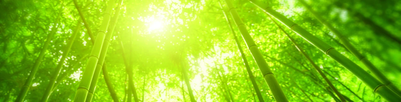 Sunlight through a bamboo grove, from the DĒNS packaging artwork